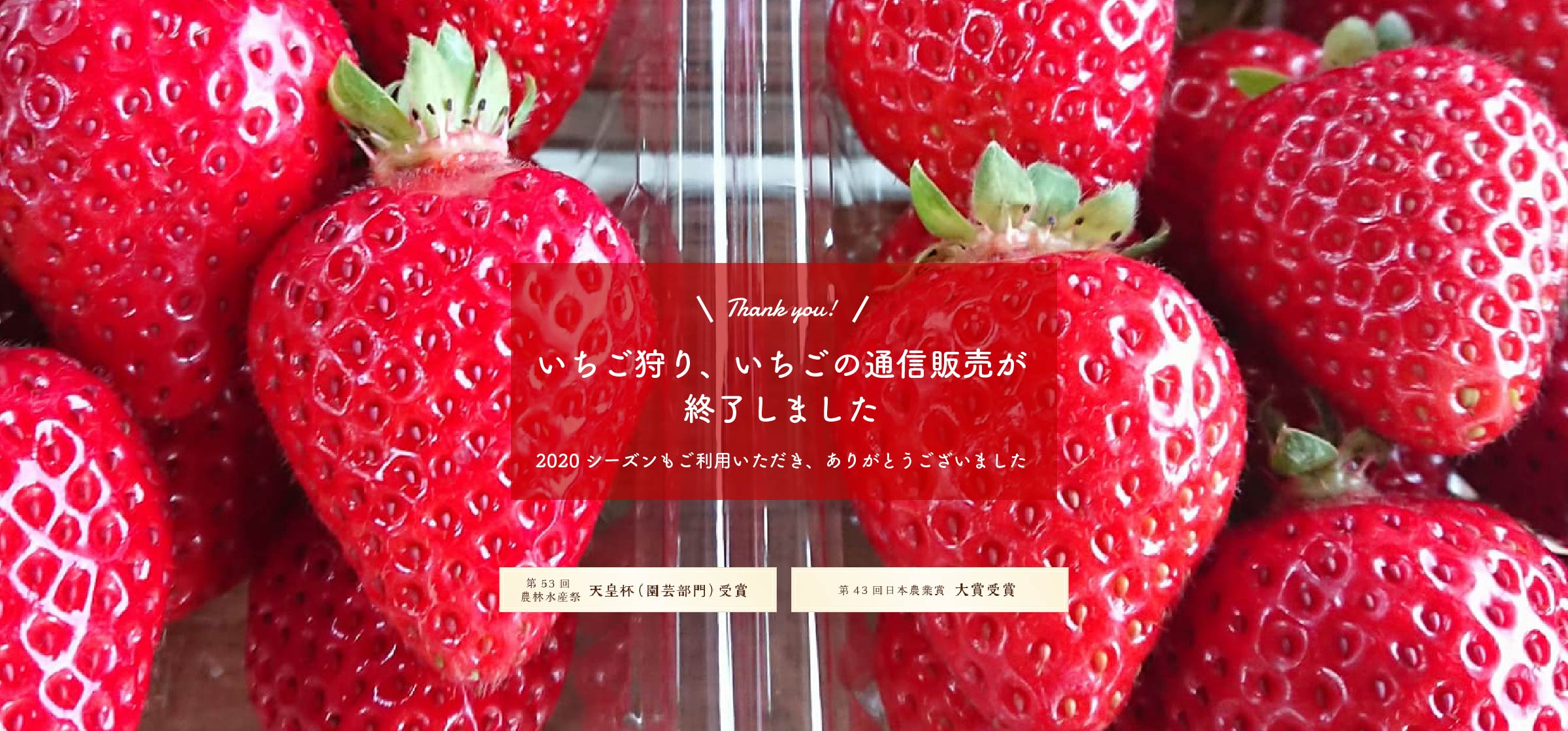 いちご狩り、いちごの通信販売が終了しました