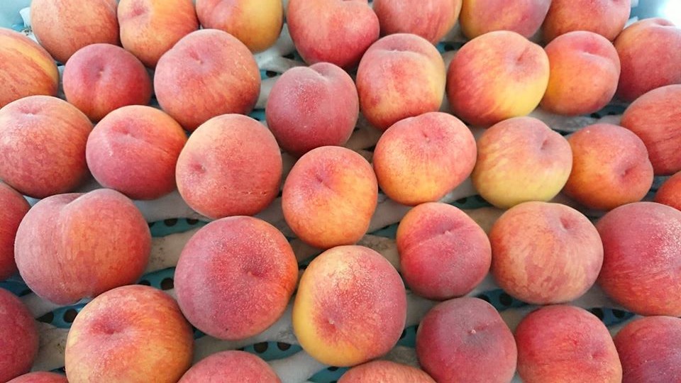 極早生の桃「ひめこなつ」の販売が始まりました | ビルネ・ラーデン（世羅幸水農園の直売所）